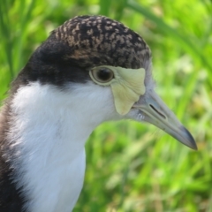 Vanellus miles (Masked Lapwing) at Fyshwick, ACT - 30 Jan 2024 by Christine