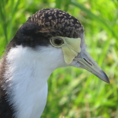 Vanellus miles (Masked Lapwing) at Fyshwick, ACT - 30 Jan 2024 by Christine