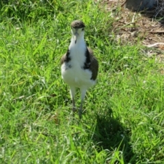 Vanellus miles at Jerrabomberra Wetlands - 30 Jan 2024 04:54 PM