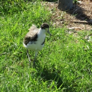 Vanellus miles at Jerrabomberra Wetlands - 30 Jan 2024 04:54 PM