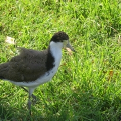 Vanellus miles at Jerrabomberra Wetlands - 30 Jan 2024