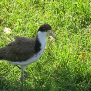 Vanellus miles at Jerrabomberra Wetlands - 30 Jan 2024 04:54 PM