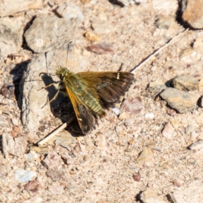 Atkinsia dominula (Two-brand grass-skipper) at Namadgi National Park - 6 Feb 2024 by SWishart