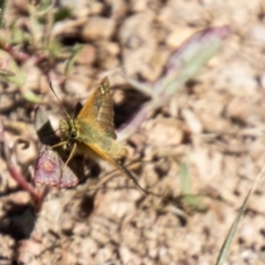 Atkinsia dominula at Namadgi National Park - suppressed