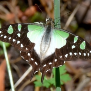 Graphium macleayanum at Allambee, VIC - 14 Jan 2018 08:29 AM