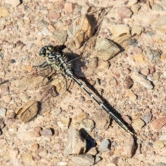 Austrogomphus guerini (Yellow-striped Hunter) at Mount Clear, ACT - 6 Feb 2024 by SWishart