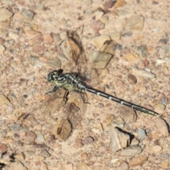 Austrogomphus guerini at Namadgi National Park - 7 Feb 2024 10:22 AM