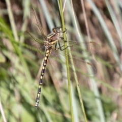 Synthemis eustalacta (Swamp Tigertail) at Namadgi National Park - 6 Feb 2024 by SWishart