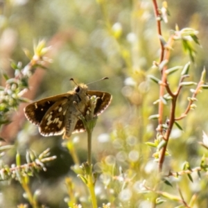 Atkinsia dominula at Namadgi National Park - suppressed