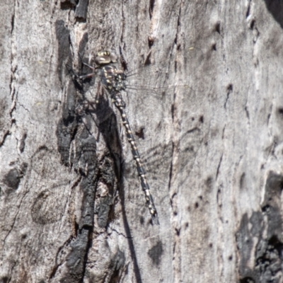 Austroaeschna parvistigma (Swamp Darner) at Mount Clear, ACT - 7 Feb 2024 by SWishart