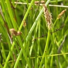 Eleocharis (genus) (Spike-rush) at Bendoura, NSW - 4 Feb 2024 by JaneR