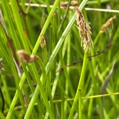 Eleocharis (genus) (Spike-rush) at Bendoura, NSW - 4 Feb 2024 by JaneR