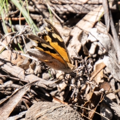 Heteronympha merope (Common Brown Butterfly) at Mount Clear, ACT - 7 Feb 2024 by SWishart