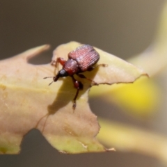 Euops sp. (genus) (A leaf-rolling weevil) at Namadgi National Park - 7 Feb 2024 by SWishart