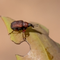 Euops sp. (genus) at Namadgi National Park - 7 Feb 2024