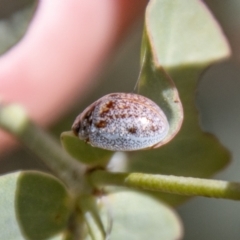 Paropsisterna m-fuscum (Eucalyptus Leaf Beetle) at Namadgi National Park - 7 Feb 2024 by SWishart