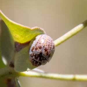 Paropsisterna m-fuscum at Namadgi National Park - 7 Feb 2024