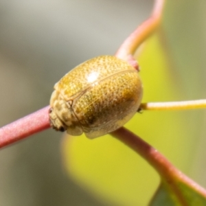 Paropsisterna cloelia at Namadgi National Park - 7 Feb 2024 11:49 AM