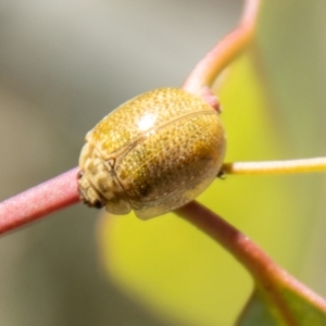 Paropsisterna cloelia at Namadgi National Park - 7 Feb 2024