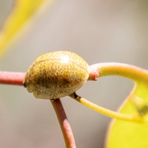 Paropsisterna cloelia at Namadgi National Park - 7 Feb 2024