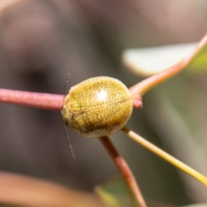 Paropsisterna cloelia at Namadgi National Park - 7 Feb 2024