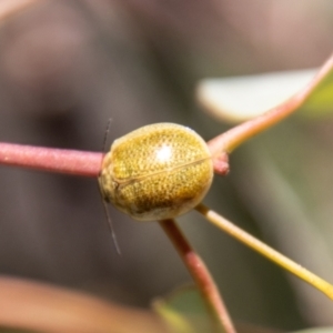 Paropsisterna cloelia at Namadgi National Park - 7 Feb 2024 11:49 AM