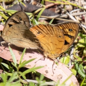 Heteronympha penelope at Namadgi National Park - 7 Feb 2024