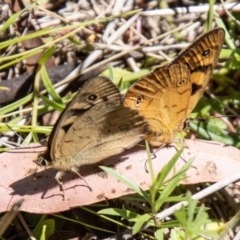 Heteronympha penelope at Namadgi National Park - 7 Feb 2024