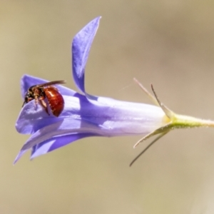 Exoneura sp. (genus) at Namadgi National Park - 7 Feb 2024
