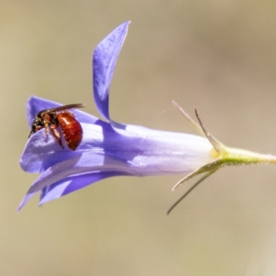 Exoneura sp. (genus) (A reed bee) at Mount Clear, ACT - 7 Feb 2024 by SWishart