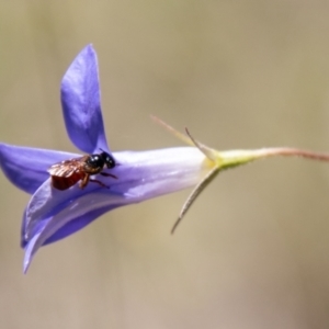 Exoneura sp. (genus) at Namadgi National Park - 7 Feb 2024
