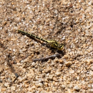 Austrogomphus guerini at Namadgi National Park - 7 Feb 2024