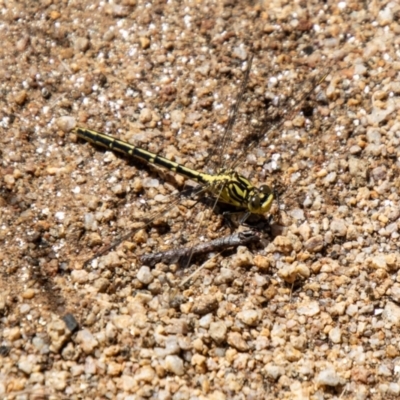 Austrogomphus guerini (Yellow-striped Hunter) at Namadgi National Park - 7 Feb 2024 by SWishart