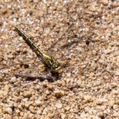 Austrogomphus guerini at Namadgi National Park - 7 Feb 2024 12:25 PM