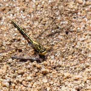 Austrogomphus guerini at Namadgi National Park - 7 Feb 2024 12:25 PM