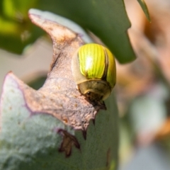 Paropsisterna hectica (A leaf beetle) at Namadgi National Park - 7 Feb 2024 by SWishart
