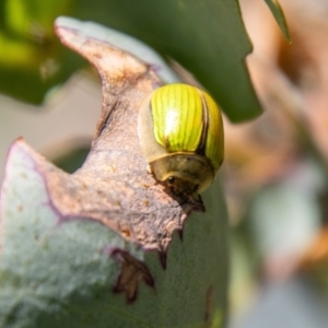 Paropsisterna hectica at Namadgi National Park - 7 Feb 2024