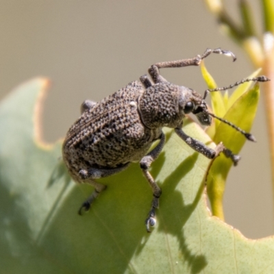 Rhinaria sp. (genus) (Unidentified Rhinaria weevil) at Namadgi National Park - 7 Feb 2024 by SWishart