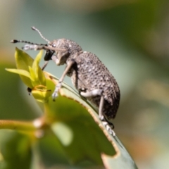 Rhinaria sp. (genus) at Namadgi National Park - 7 Feb 2024