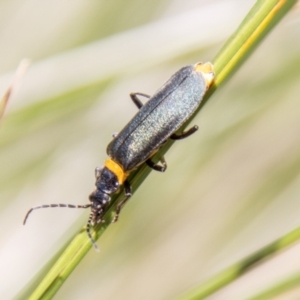 Chauliognathus lugubris at Namadgi National Park - 7 Feb 2024