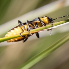 Chauliognathus lugubris at Namadgi National Park - 7 Feb 2024