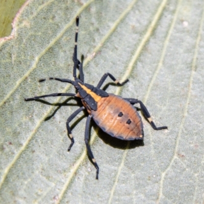 Amorbus (genus) (Eucalyptus Tip bug) at Namadgi National Park - 7 Feb 2024 by SWishart