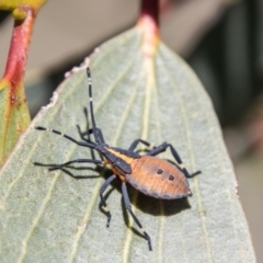 Amorbus sp. (genus) at Namadgi National Park - 7 Feb 2024