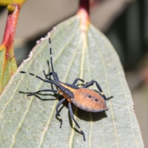 Amorbus sp. (genus) at Namadgi National Park - 7 Feb 2024