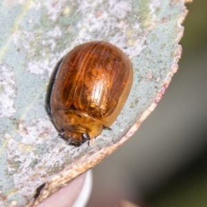 Paropsisterna cloelia at Namadgi National Park - 7 Feb 2024