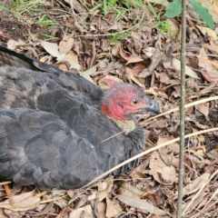 Alectura lathami (Australian Brush-turkey) at North Turramurra, NSW - 18 Feb 2024 by Csteele4
