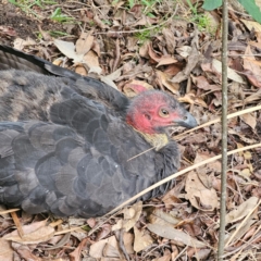 Alectura lathami at Ku-ring-gai Chase National Park - 18 Feb 2024