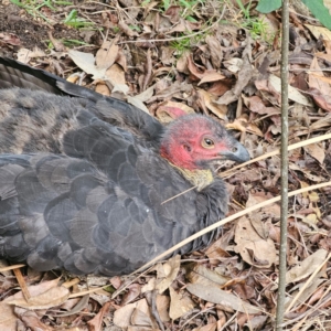 Alectura lathami at Ku-ring-gai Chase National Park - 18 Feb 2024