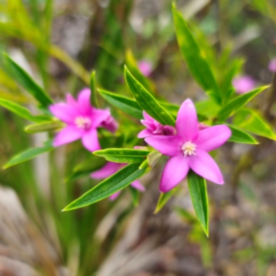 Crowea saligna (Willow-leaved Crowea) at Ku-ring-gai Chase National Park - 18 Feb 2024 by Csteele4