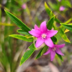 Crowea saligna at Ku-ring-gai Chase National Park - 18 Feb 2024